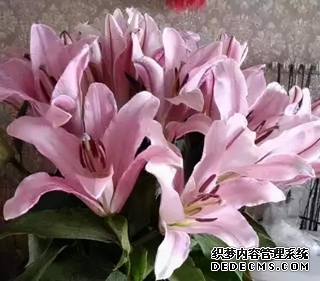 app官方入口浏览器部落