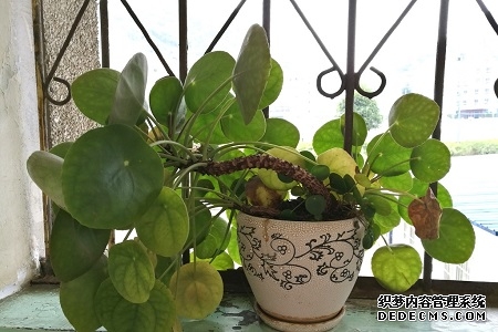 m6app官方入口浏览器部落