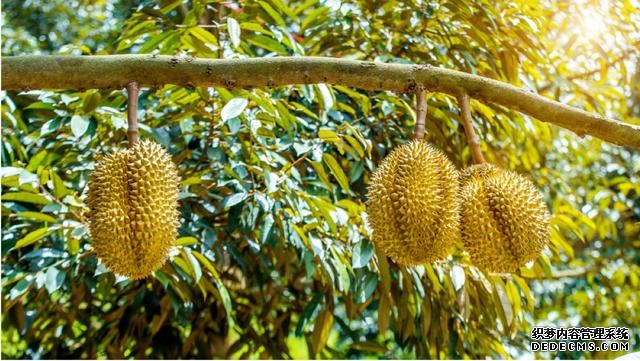 心理定价和参考定价举例（为什么定价高的餐点）(3)