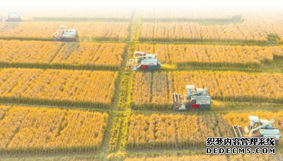 全面推进乡村振兴 加快建设农业强国(人民政协新实践)