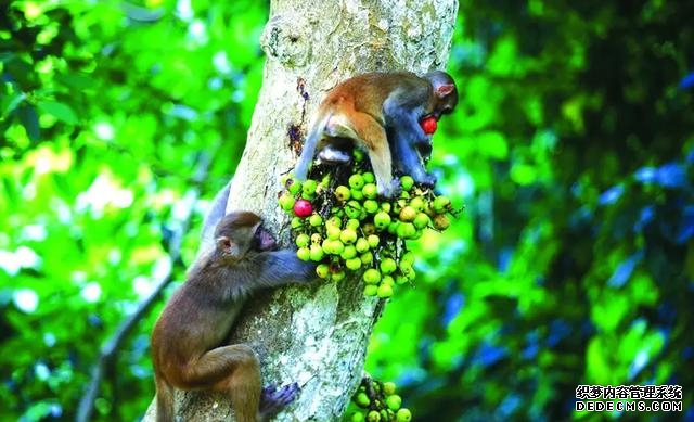 人类的祖先是怎么生活的（我们的祖先真的来自非洲吗）(6)