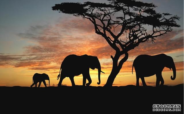 人类的祖先是怎么生活的（我们的祖先真的来自非洲吗）(2)