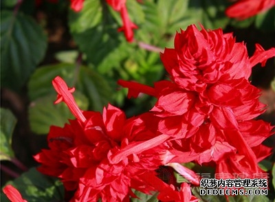 夏至的习俗 4个方面带你领略夏至的魅力