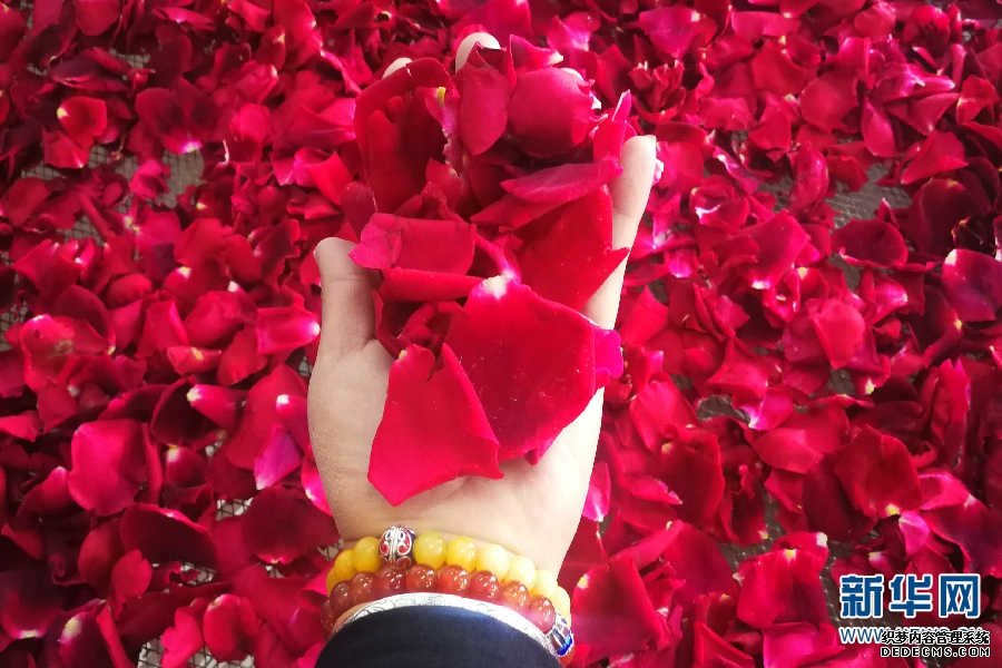 大理“有风”也有你