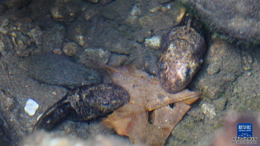 云南大围山保护区密棘髭蟾开始产卵