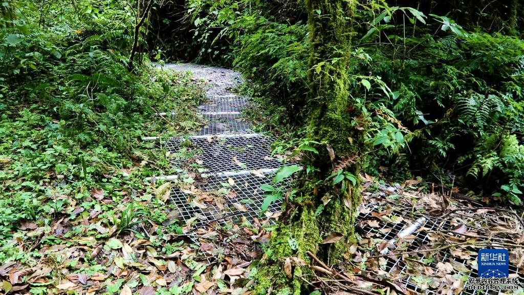 云南大围山保护区密棘髭蟾开始产卵