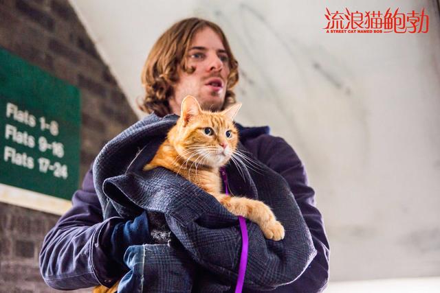 猫为什么吃老鼠不吃其他动物（动物的差别对待）(1)