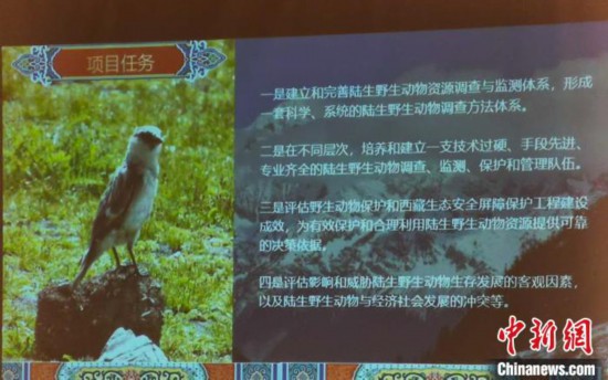 西藏陸生野生脊椎動物種數記錄增至1072種