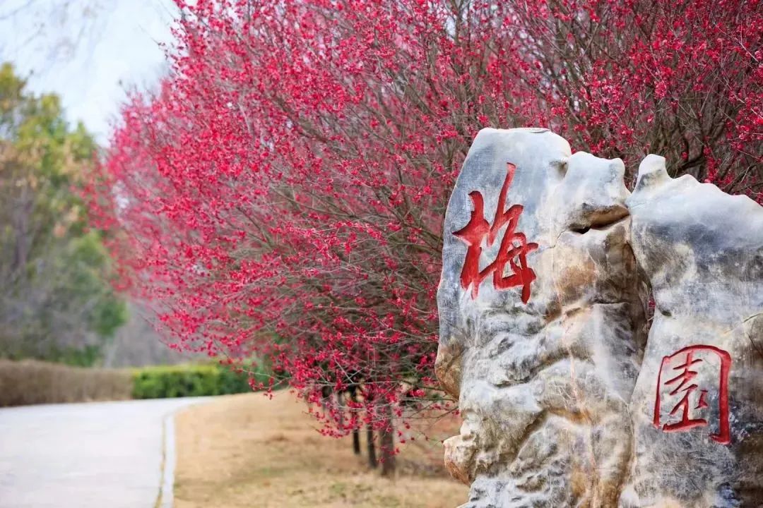 免费！半价！多个景区宣布