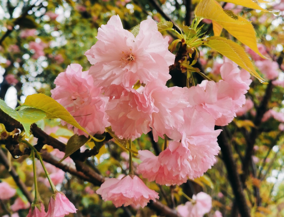 免费！半价！多个景区宣布