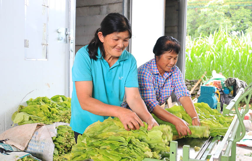 村民们绑扎烤烟。赵馨摄