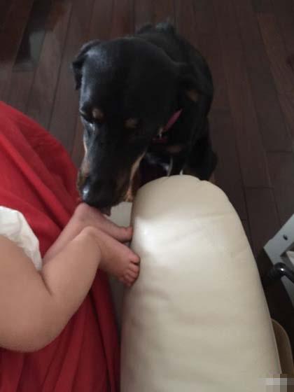 梁咏琪打喷嚏吓哭女儿爱犬舔baby脚底安慰