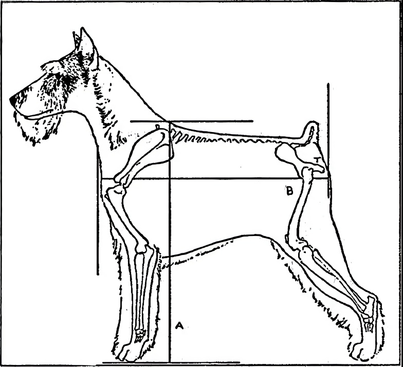 湖北最严禁犬令怎么回事？湖北最严禁犬令规定了什么详细内容曝光