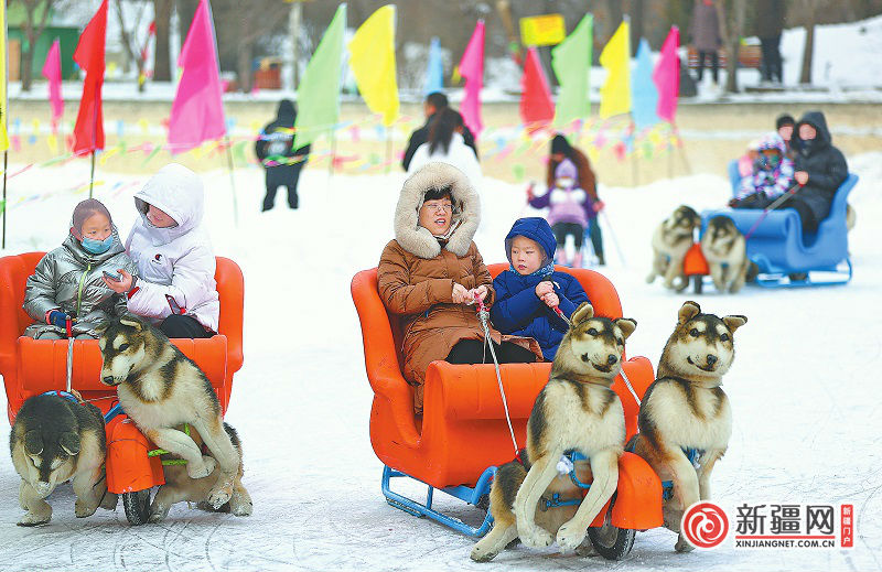 春节期间，游客可以在市植物园里体验狗拉雪橇的快乐
