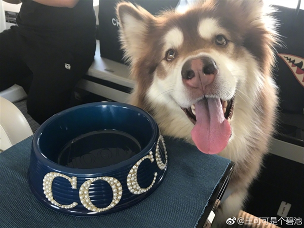 王思聪带爱犬坐私人专机 周鸿�t：太低调