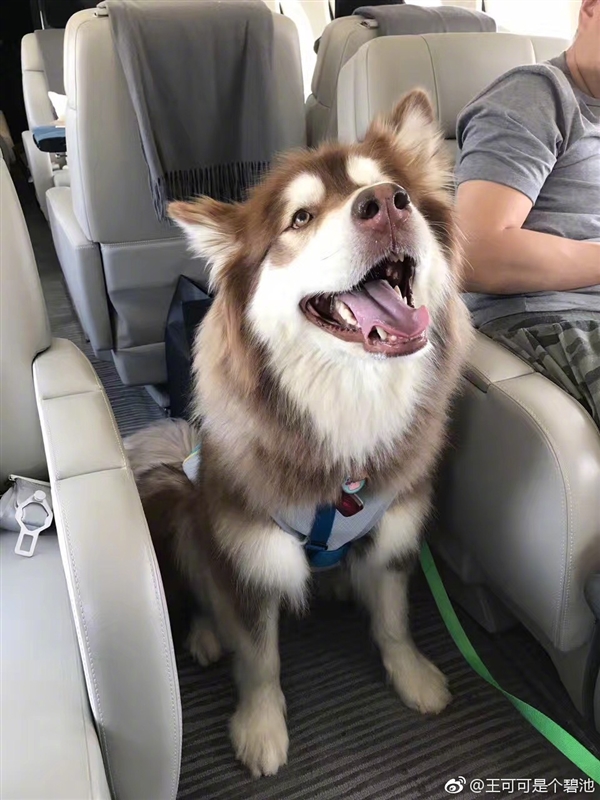 王思聪带爱犬坐私人专机 周鸿�t：太低调