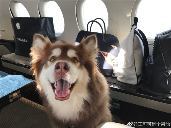 王思聪带爱犬坐私人专机 周鸿�t：太低调