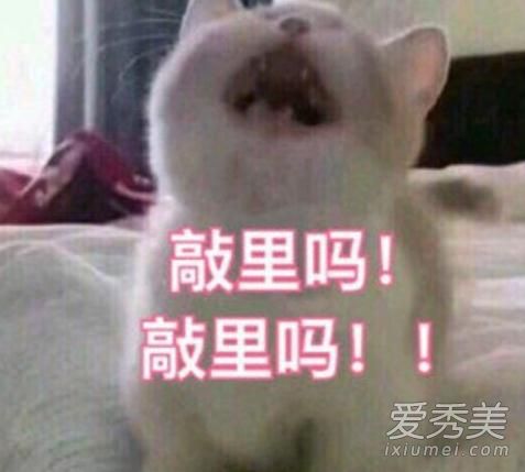 我俏丽吗是什么意思 我俏丽吗是什么梗 有人这么问你怎么办